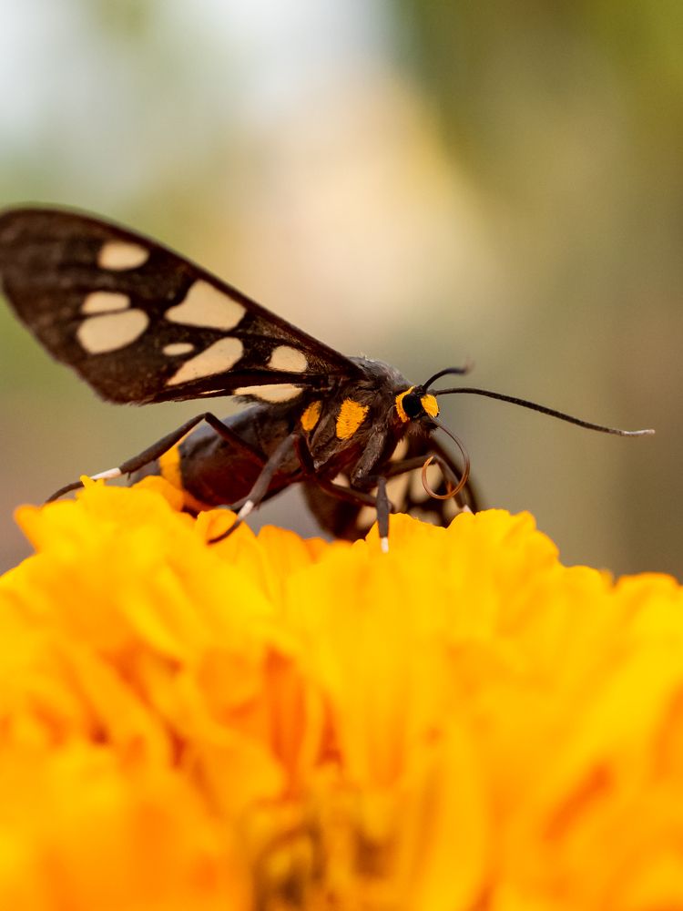 Closeup of Nine-spotted moth