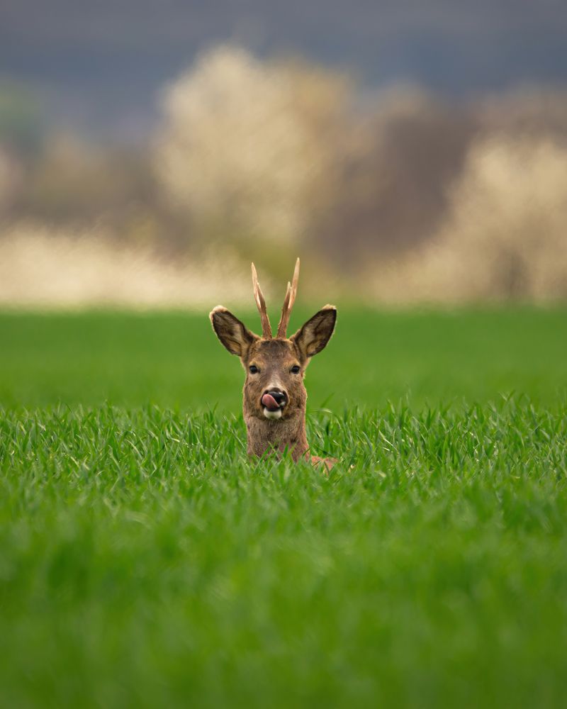Photograph by Sergiu Vasile Bejan