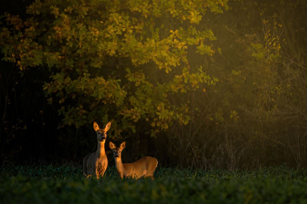 Photograph by Sergiu Vasile Bejan