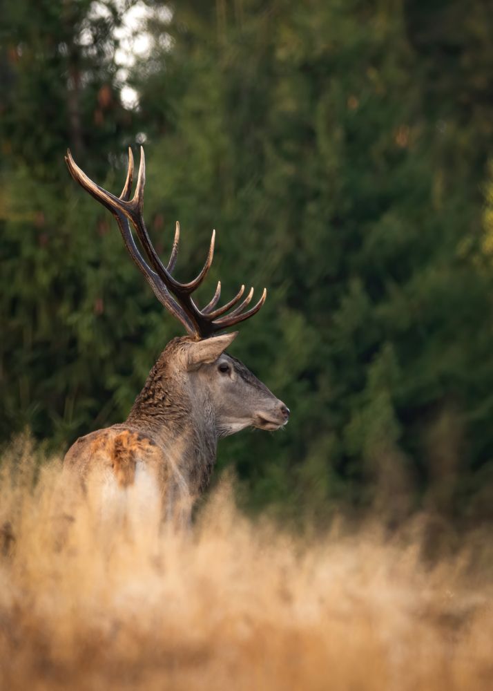 Photograph by Sergiu Vasile Bejan