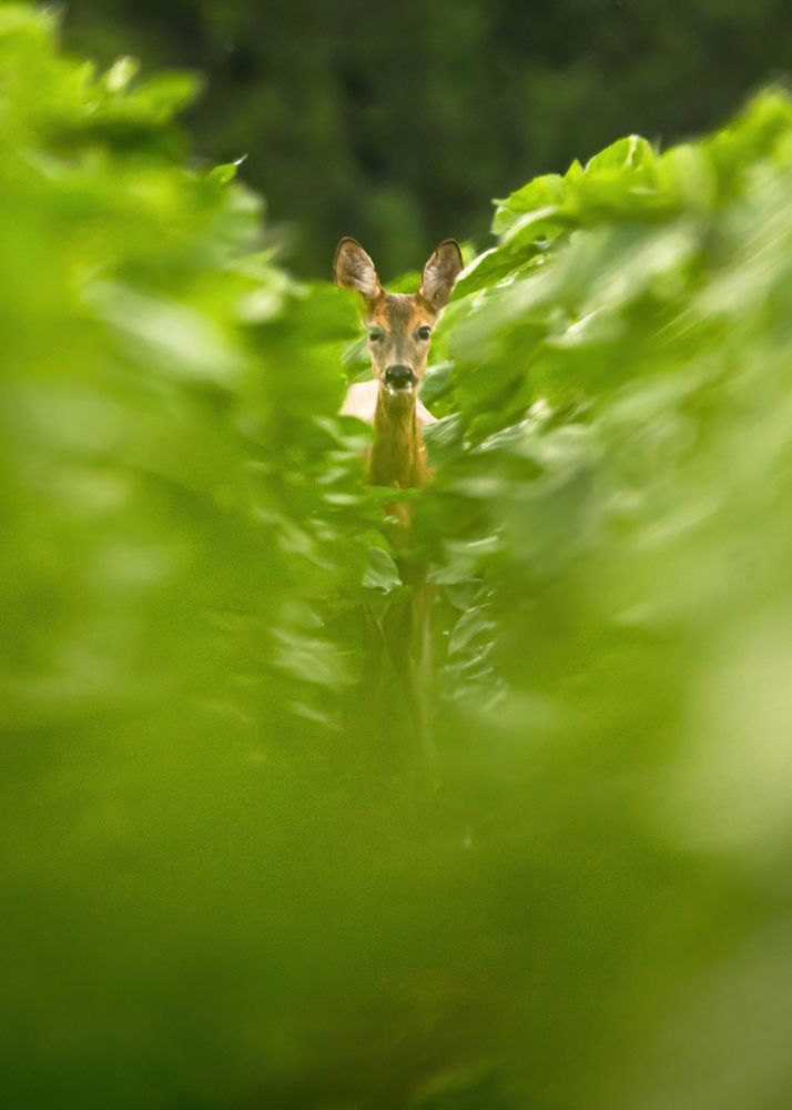 Photograph by Sergiu Vasile Bejan