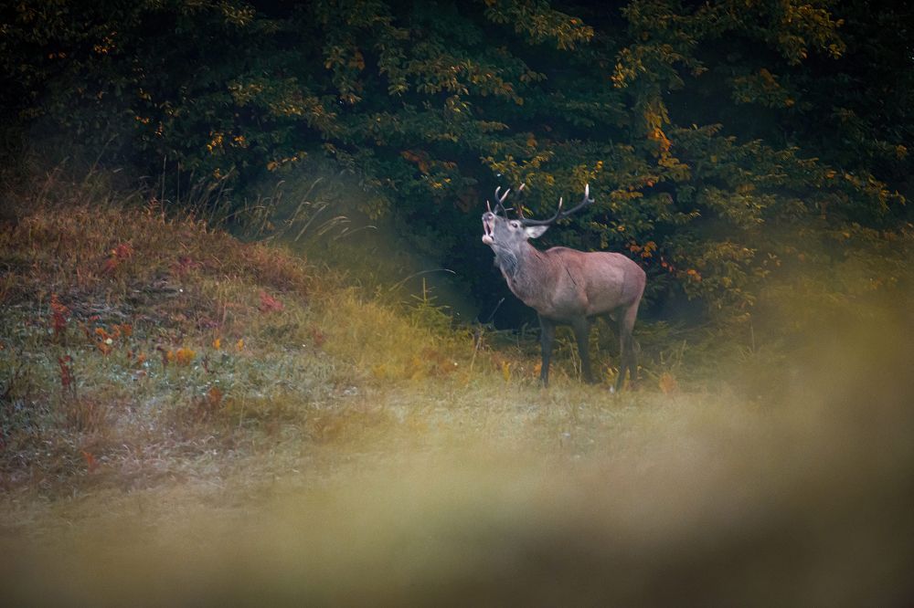 Photograph by Sergiu Vasile Bejan