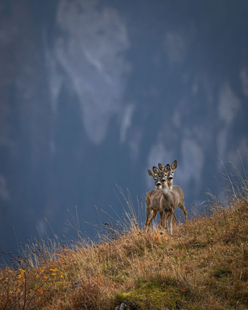 Photograph by Sergiu Vasile Bejan