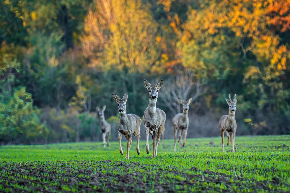 Photograph by Sergiu Vasile Bejan