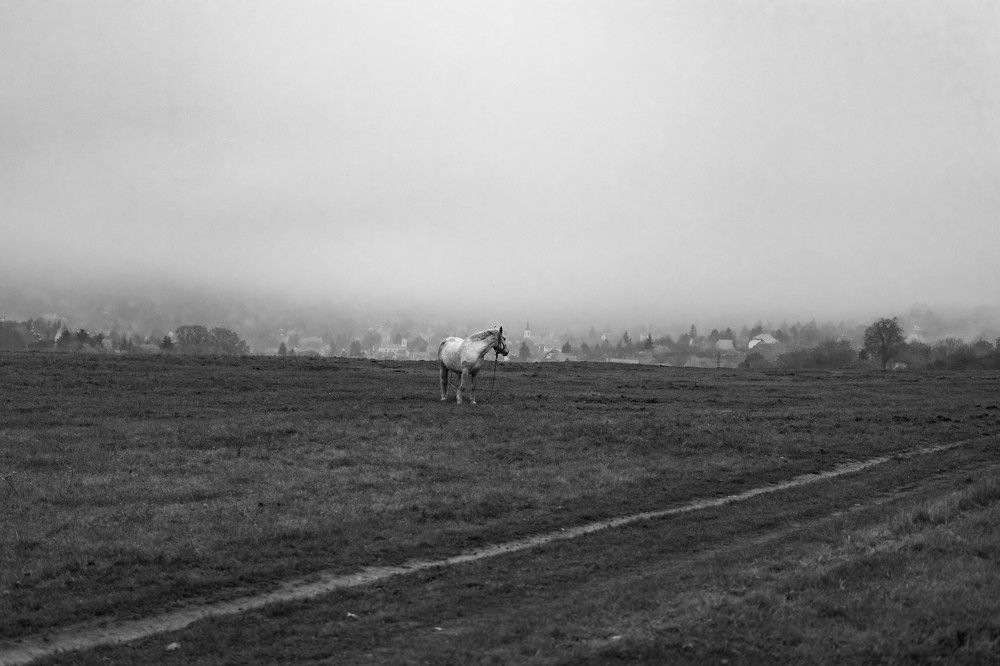 Photograph by Szatmári Zsolt