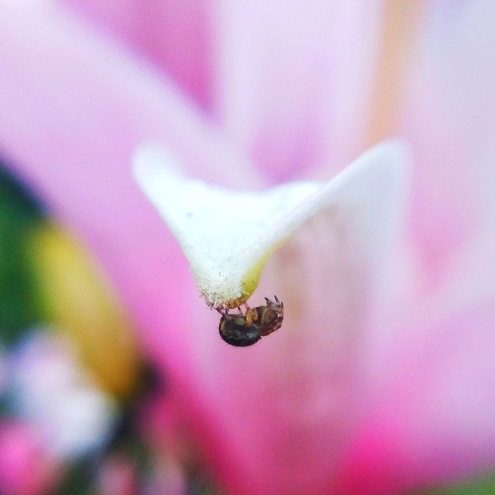 Photograph by Ирина Чагина