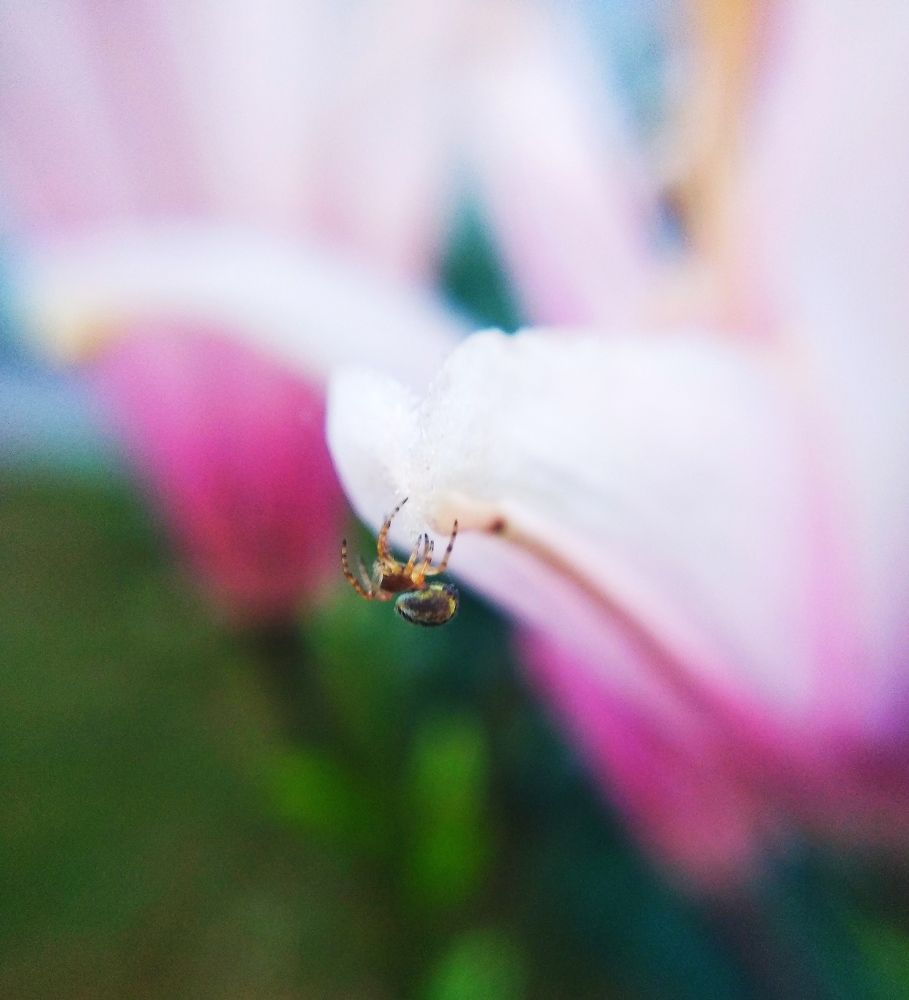 Photograph by Ирина Чагина