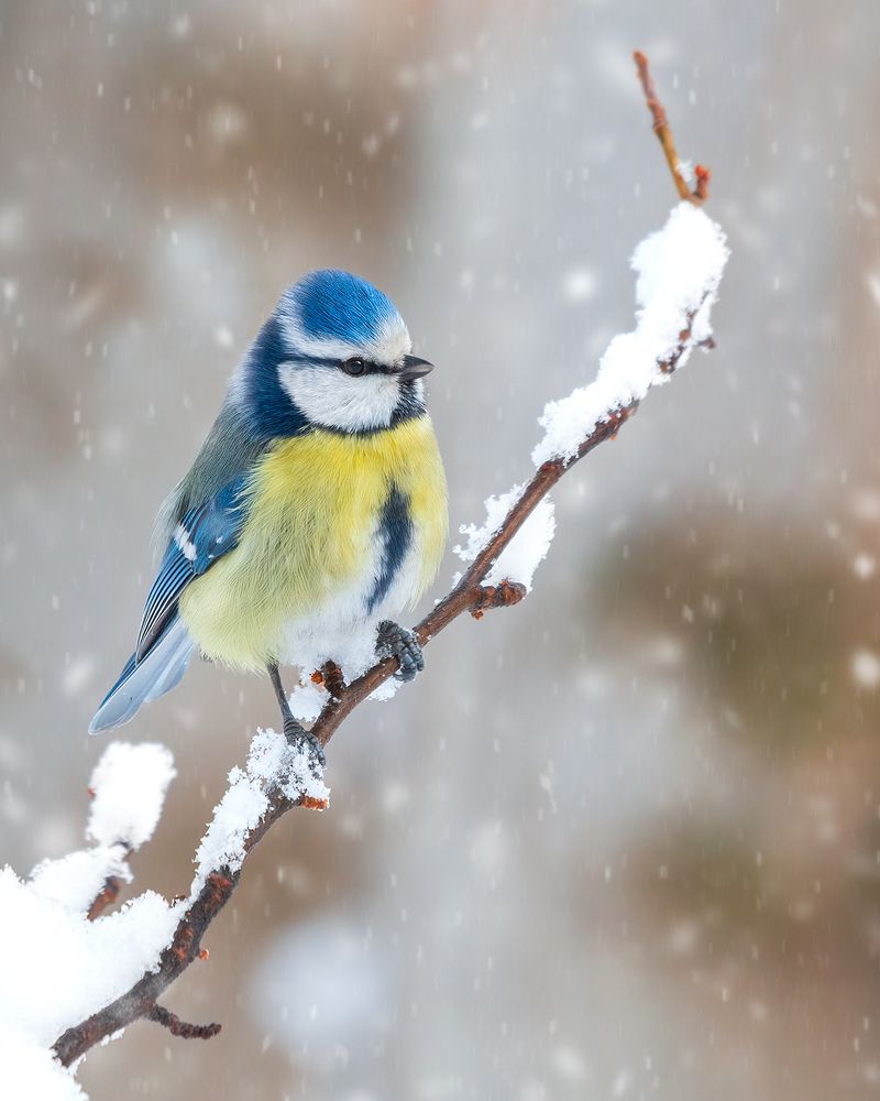 Photograph by sajjad saadat