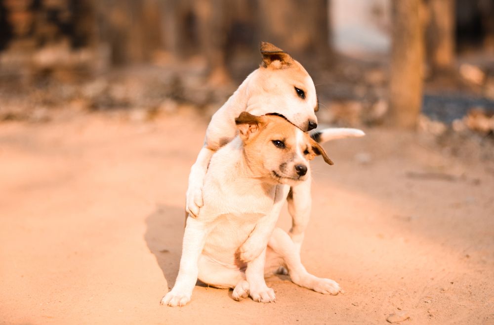 Photograph by Joydip Das