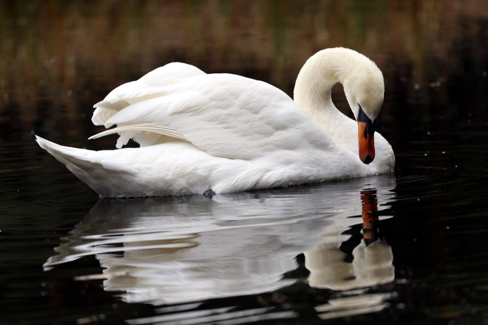 Грациозные лебеди