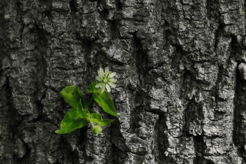 Жизнь продолжается