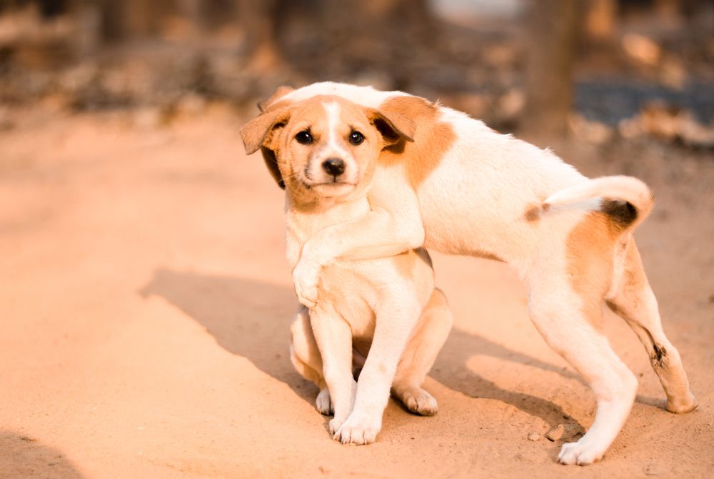 Photograph by Joydip Das