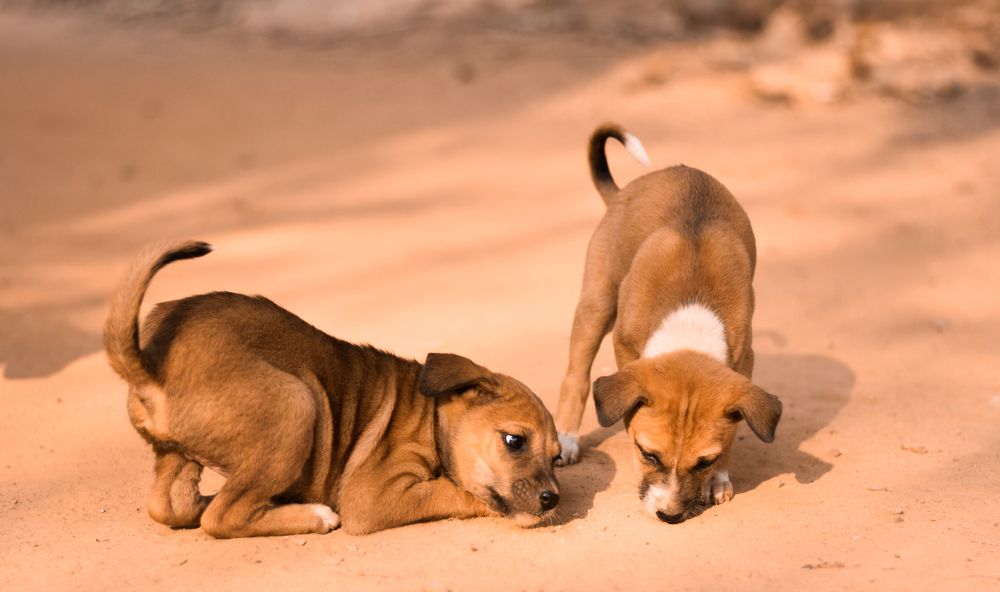 Photograph by Joydip Das