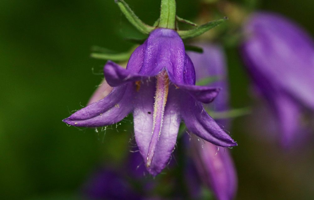 Photograph by Gregor Kobilica