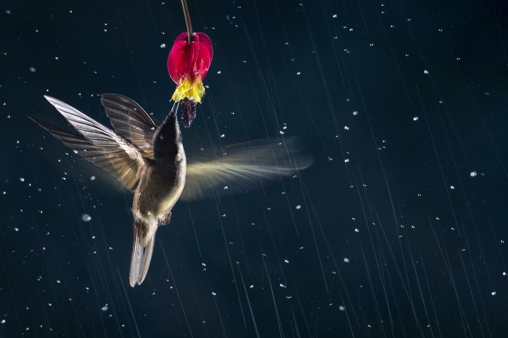 Photograph by Nicolas Reusens