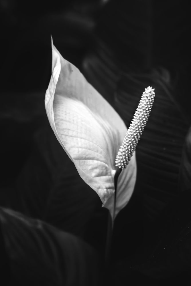 Photograph by Vera Nefedova