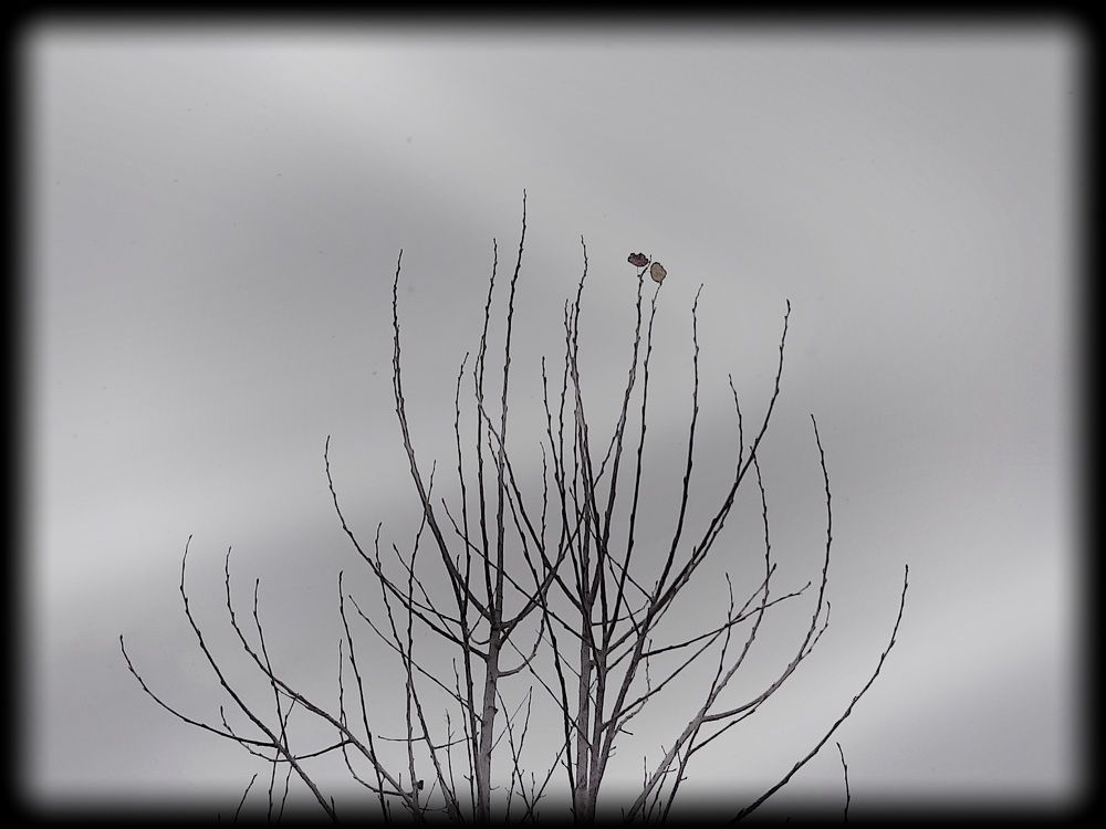 Photograph by shahin mansouri