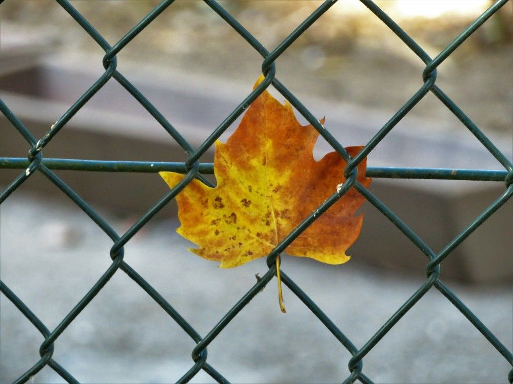 Mininmalism - trapped leaf