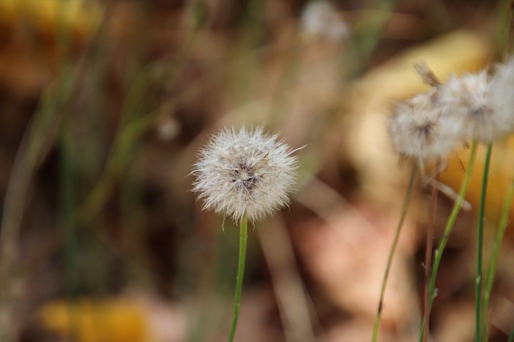 Minimalism - dandelion
