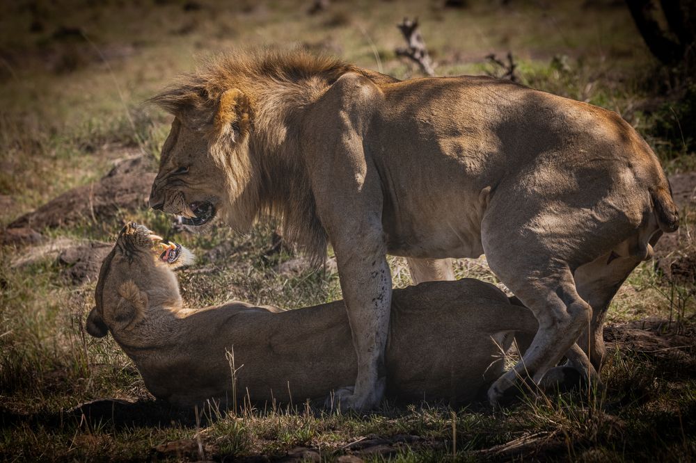 Photograph by Roman Bevzenko