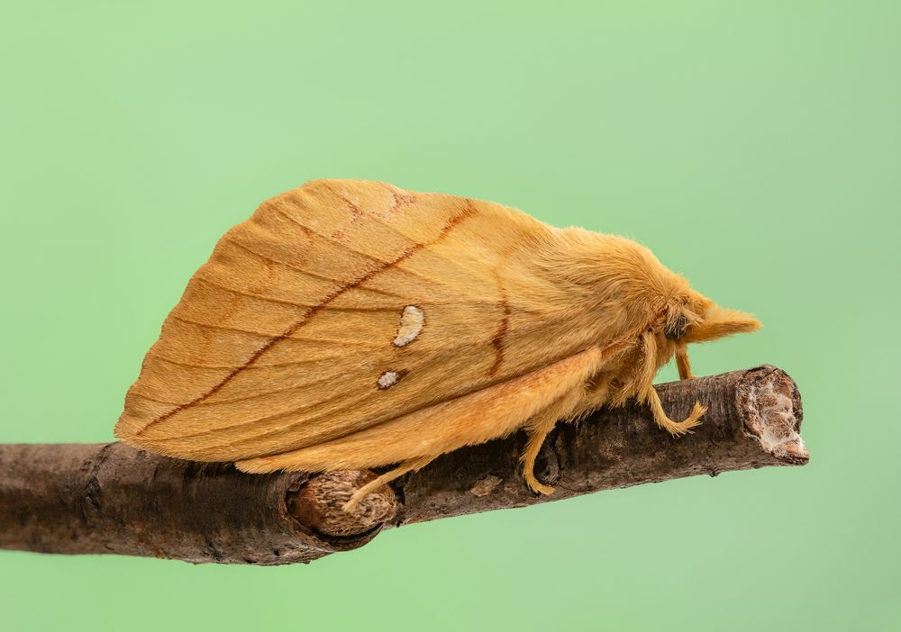 Коконопряд травяной (Euthrix potatoria)