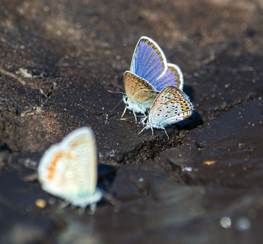 Photograph by Владимир Желтов