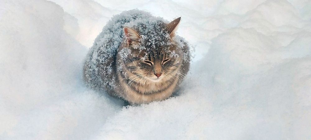 Запорошило