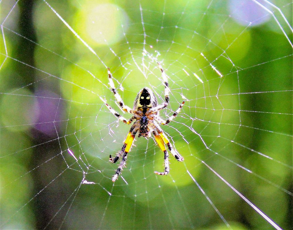 Photograph by William Mazuera