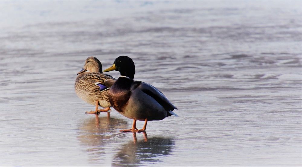 Photograph by misu panduru