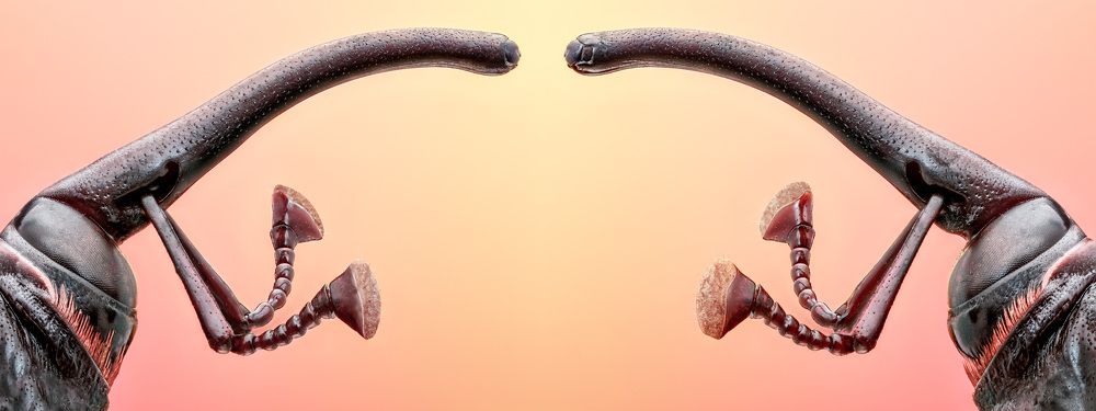 Plam weevil beetles.