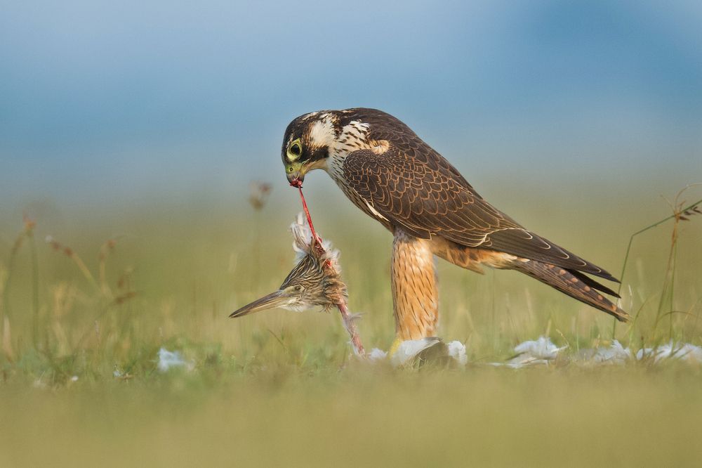 Shaheen Falcon devouring a Indian Pond Heron.