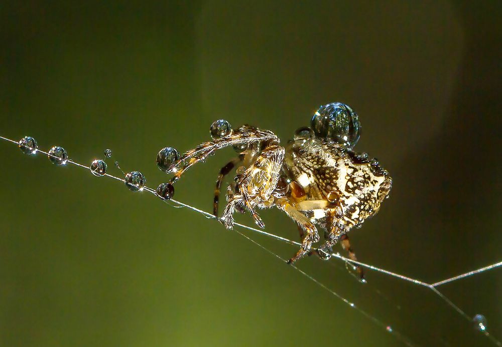 Фотография автора Andrey Pristyazhnyuk