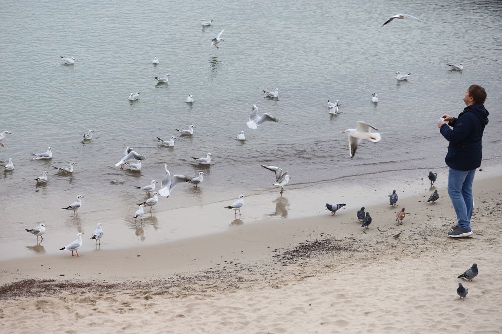 Кормление чаек.