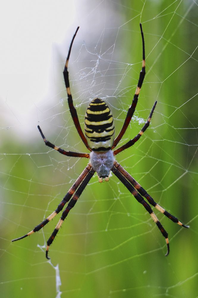Фотография автора Mahshad Razavi