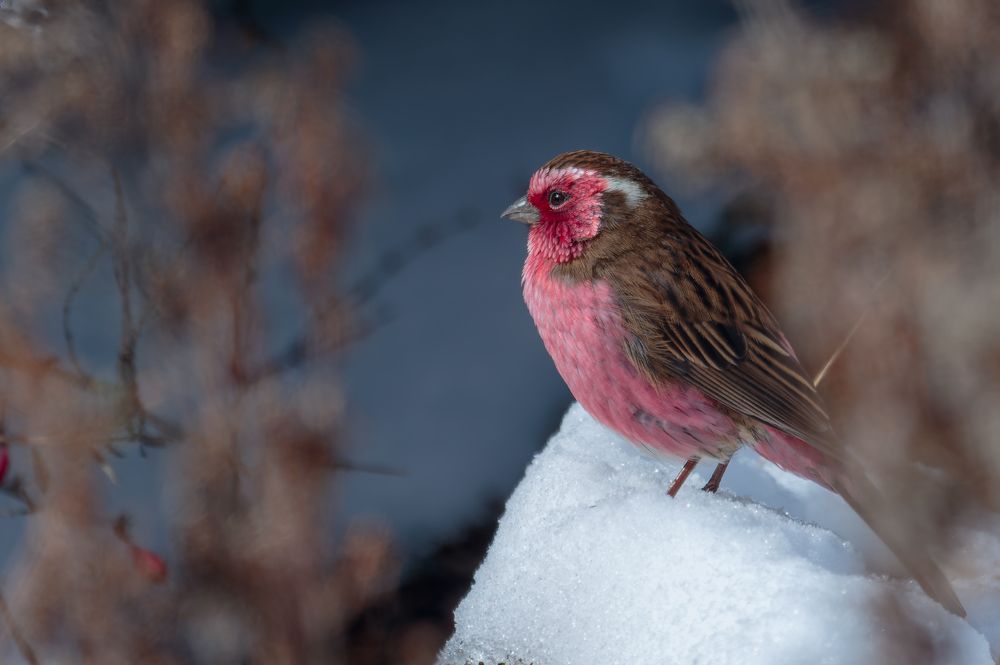 Photograph by Liu YuDong