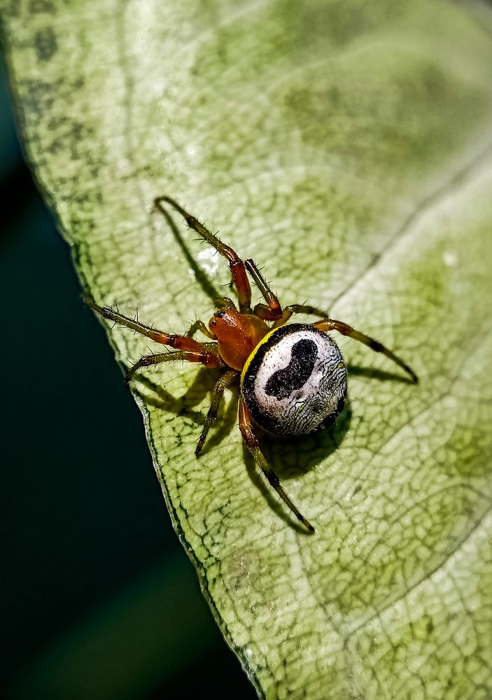 Kidney garden spider