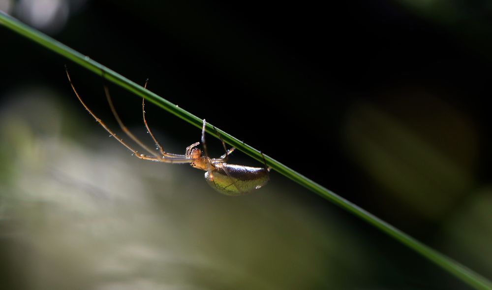 По реям и по мачтам гуляю как хочу