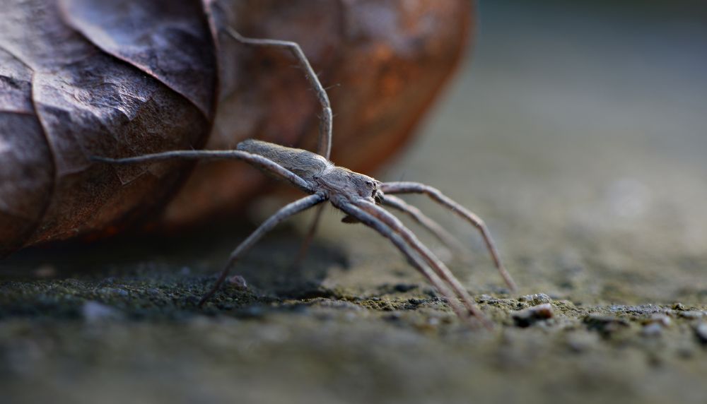 Точка опоры