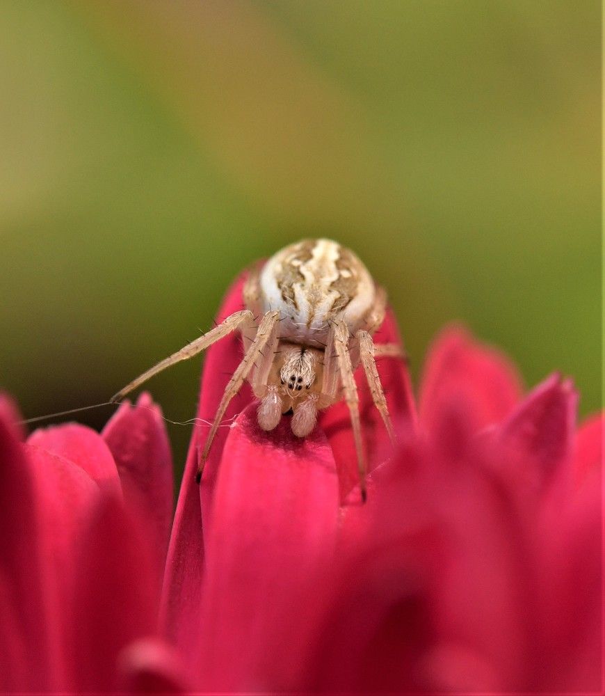 spider sitting on a flower