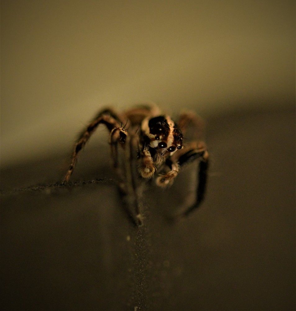 "A wandering mind is as venomous as a wandering spider."