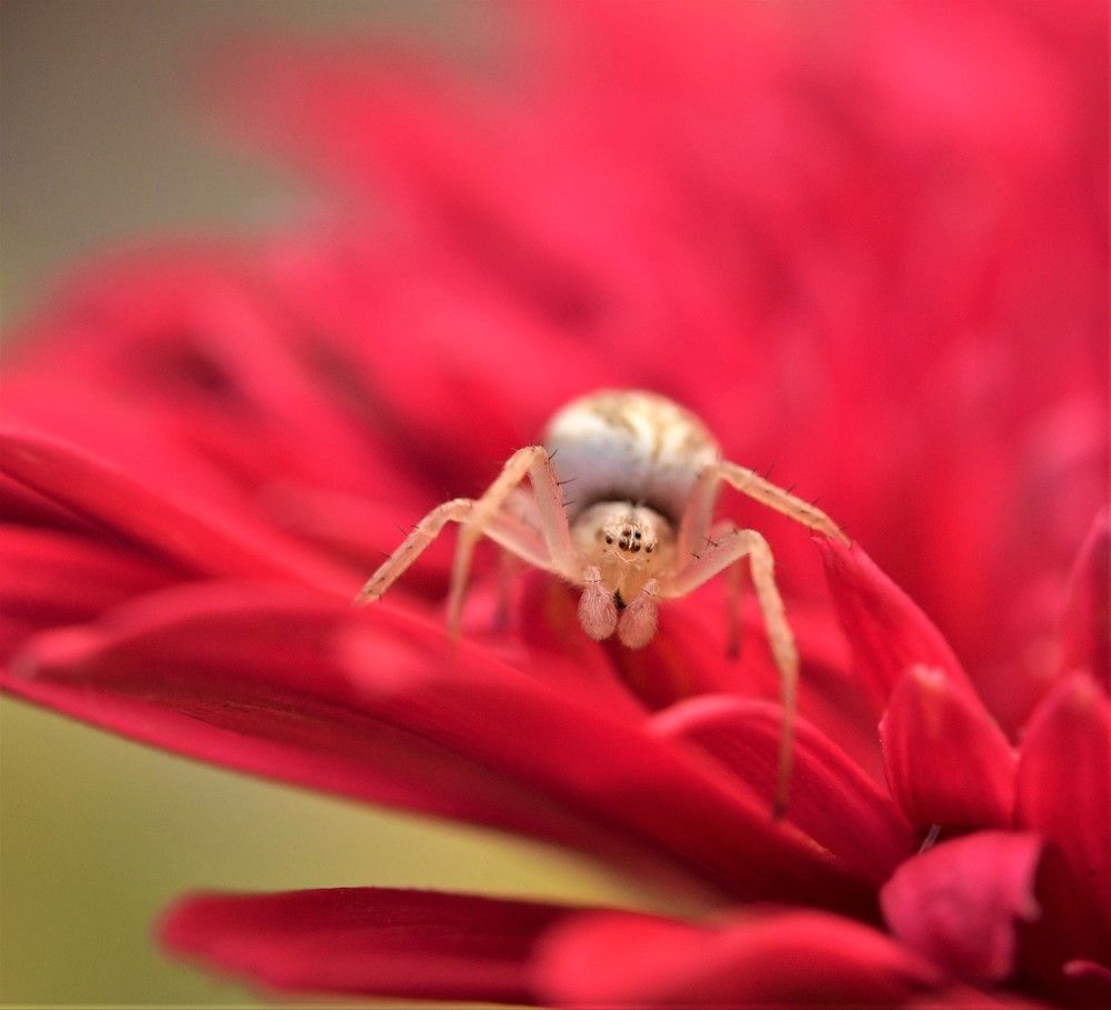 spider sitting on a flower