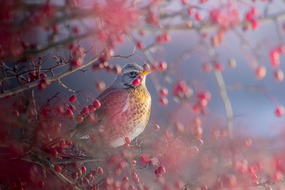 Photograph by ptu6ki