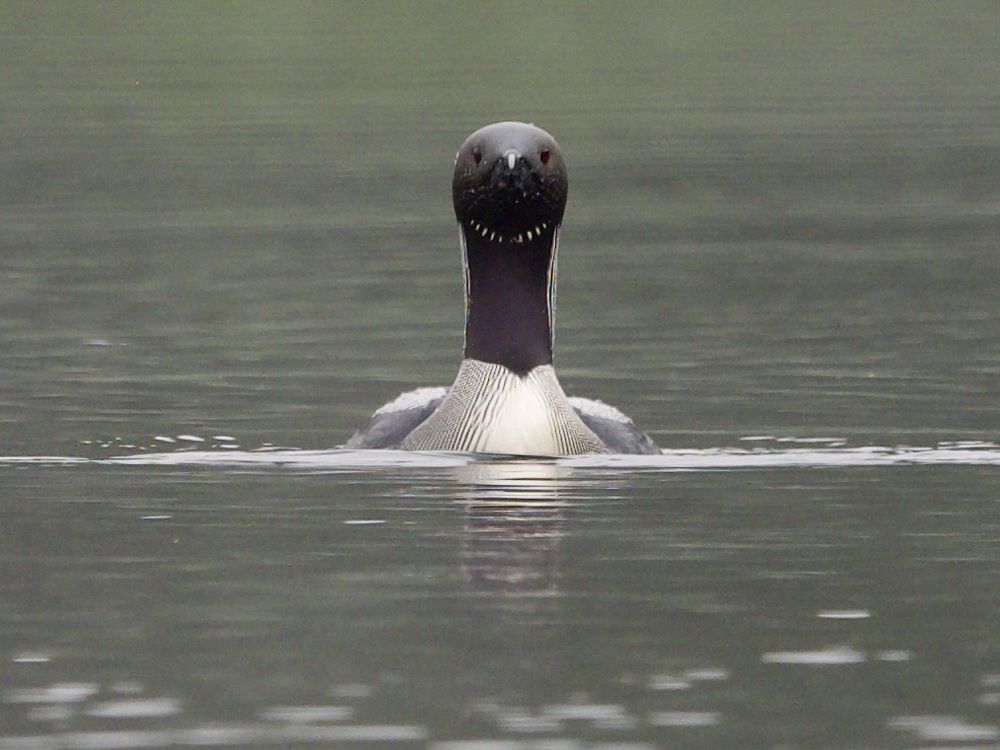 Black and Red-throated Divers
