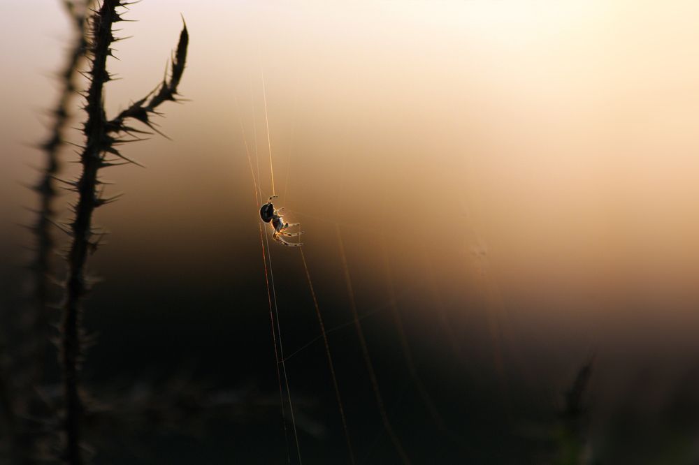 Photograph by Ольга Заболотская