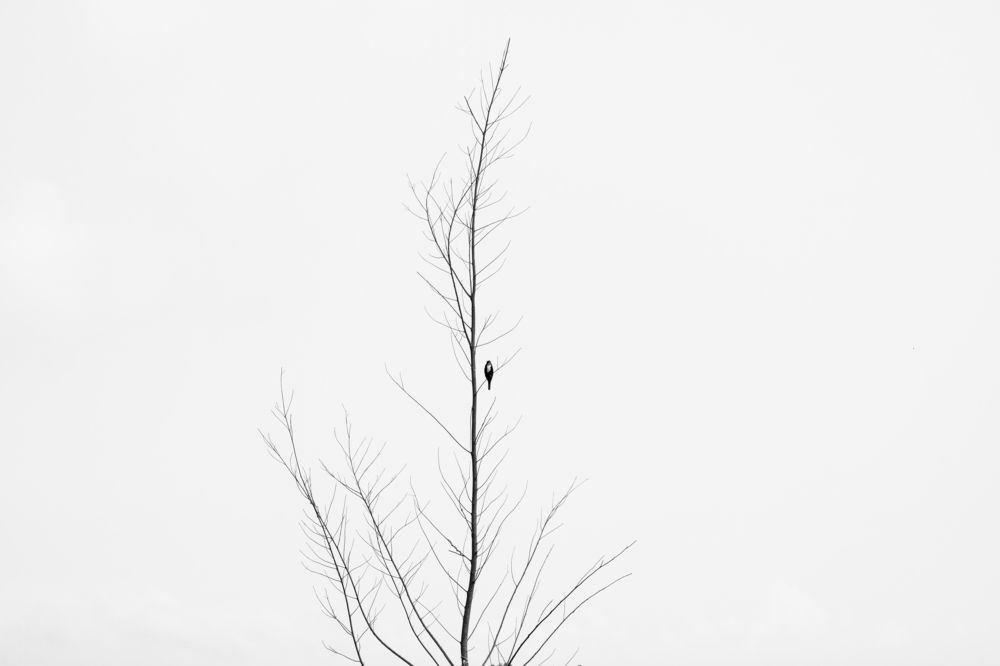 Photograph by son dam minh