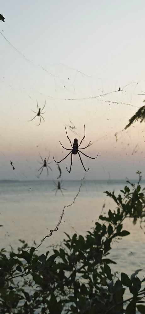 Фотография автора Курбан Курбаналиев