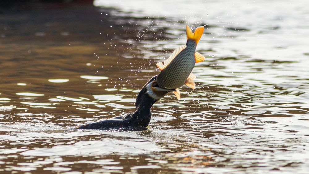 Photograph by Laurentiu Lupascu