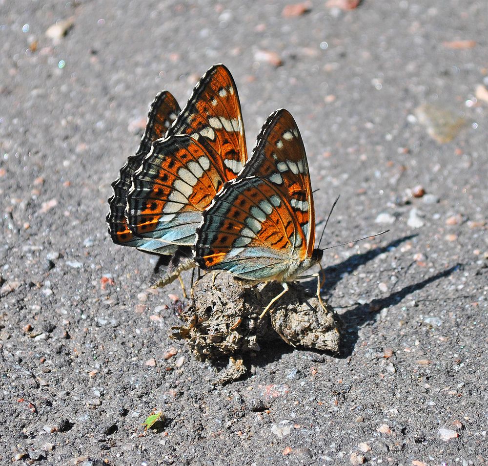 Photograph by Алексей