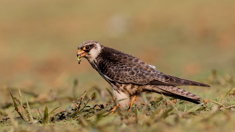 Enjoying My Tasty Snack!