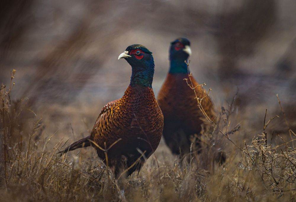 Photograph by Дмитрий Власов